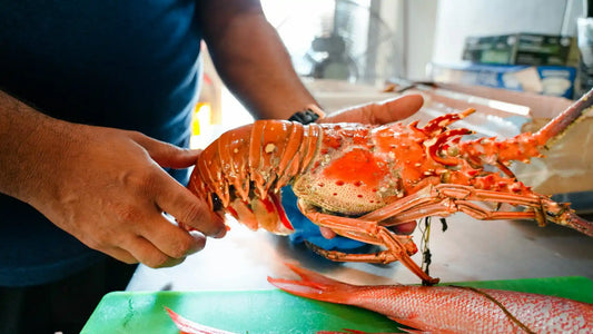 Best Season for Lobster in Key Largo: A Complete Guide to Timing, Quality, and Sustainable Sourcing