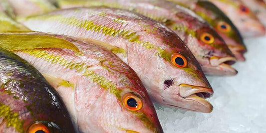 All About Our Fish