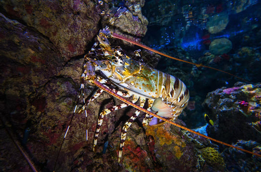 Spiny Lobster History in Key Largo’s Fishing Heritage