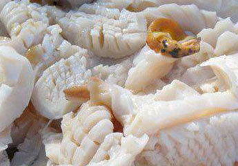 Conch, Tenderized 1lb.