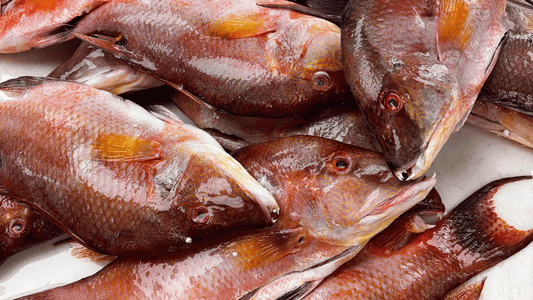Buy Hogfish: Why This Sweet Reef Fish Is a Keys Local's Favorite