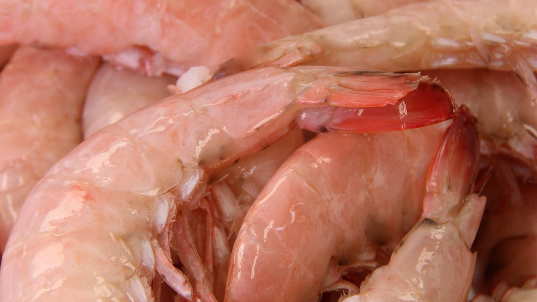 Sustainable Shrimp Dining in Key Largo’s Fresh Approach