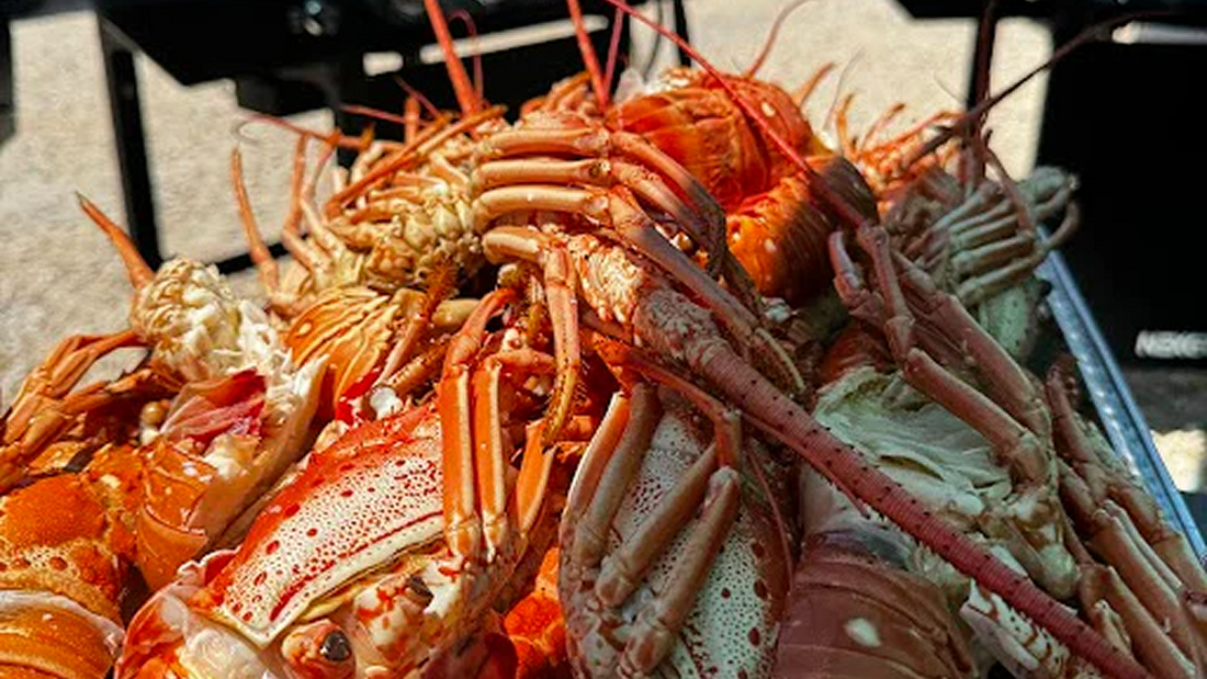 Grilled Florida Lobster Tails with Key Lime Butter: A Sustainable Seafood Recipe from Key Largo