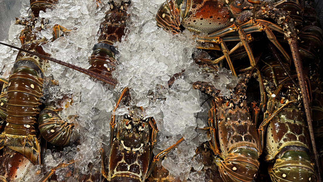 Buy Fresh Lobster Online for Overnight Delivery in Florida – A Complete Guide