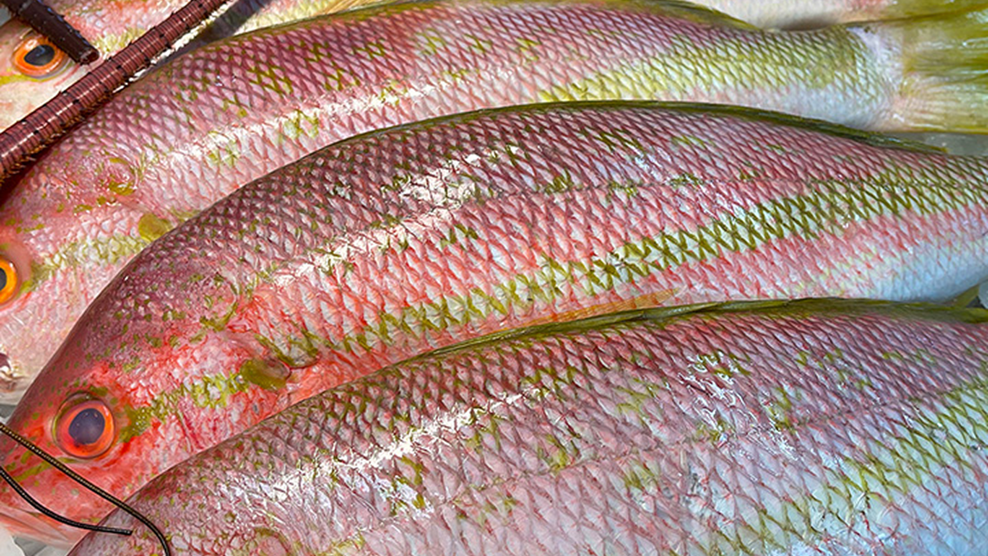 Fish Migration Patterns: How Seasons Shape Florida Keys Catches?