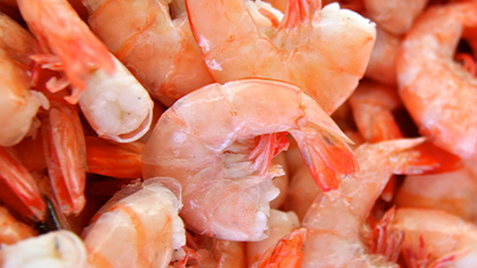 Responsible Key West Pink Shrimp Fishing in Key Largo