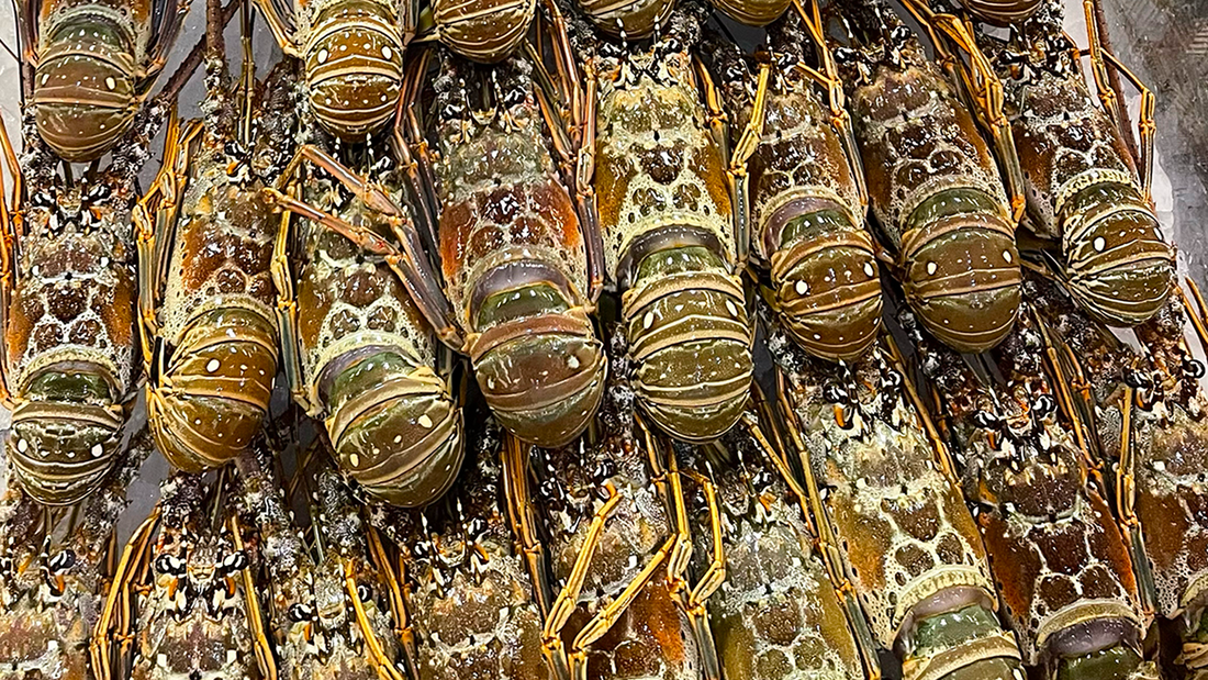 Grilled Florida lobster tails topped with key lime butter