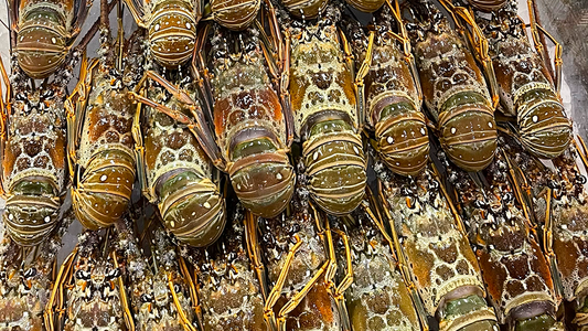 Grilled Florida lobster tails topped with key lime butter