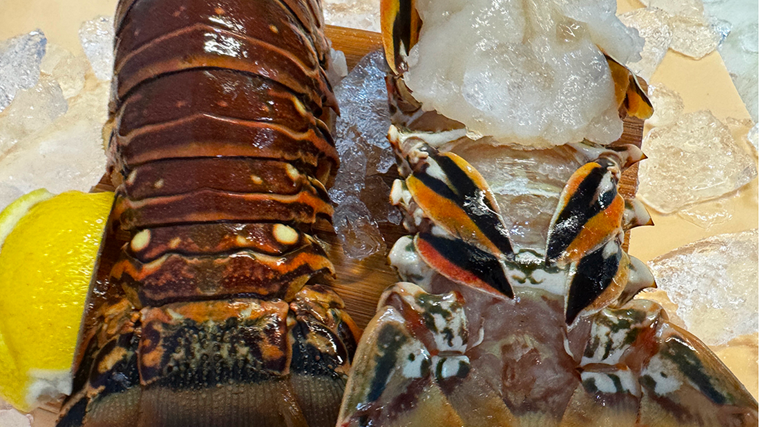 Eco-Friendly Spiny Lobster Harvesting in Key Largo’s Waters