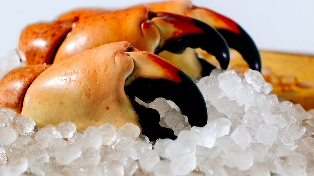 Stone Crab Conservation in Key Largo