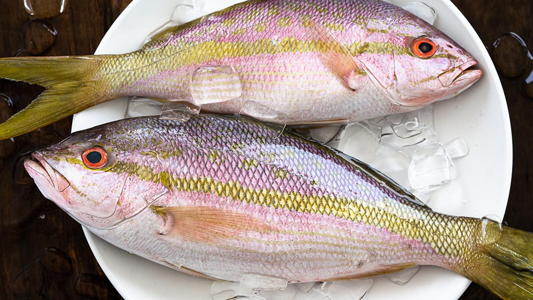 Mastering Yellowtail Snapper Key Largo: Catch to Plate