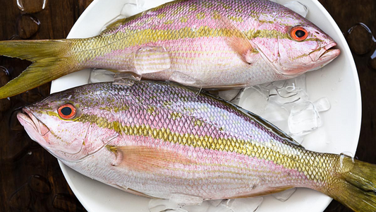Mastering Yellowtail Snapper Key Largo: Catch to Plate