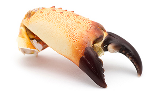 How Does Key Largo Ensure Sustainable Stone Crab Harvesting Practices?