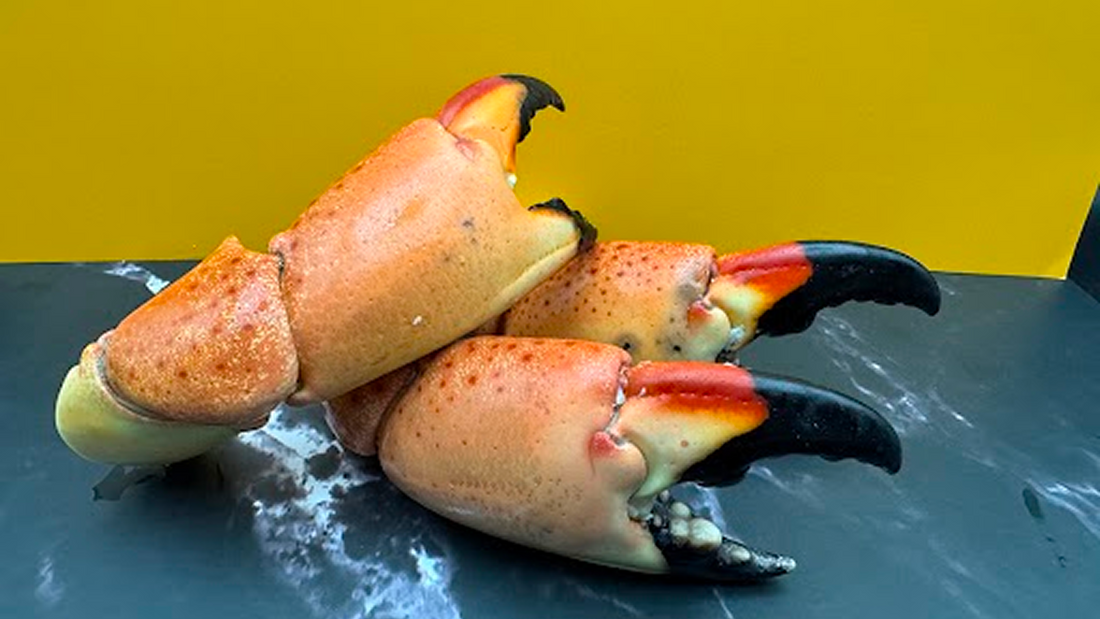 Stone crab health benefits for a fit and balanced diet