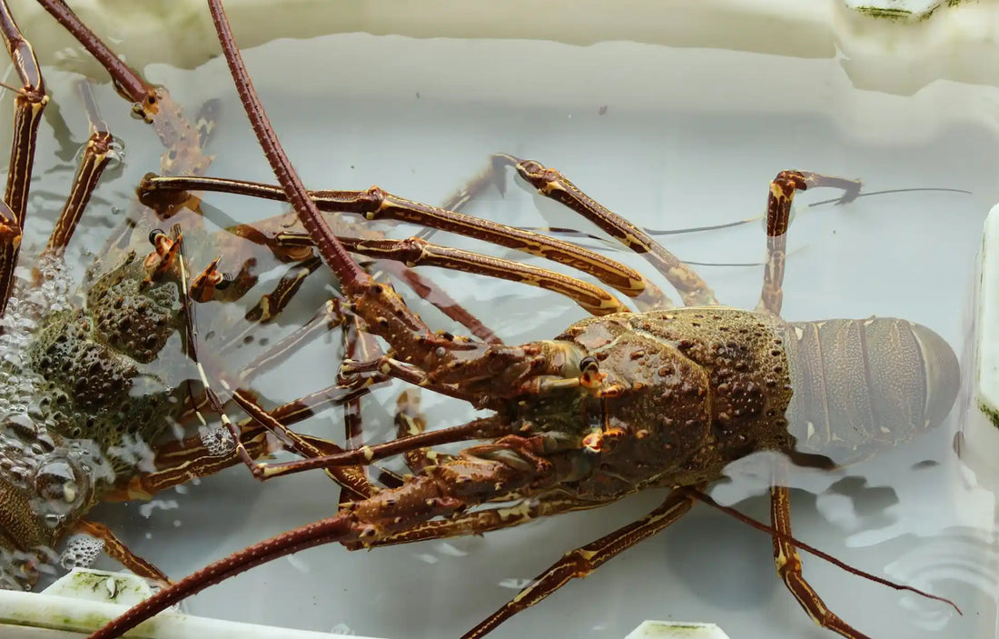 Explore eco-friendly spiny lobster harvesting in Key Largo's pristine waters. Discover sustainable methods, conservation strategies, and why it matters for Florida Keys marine stewardship. 