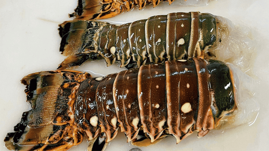 Spiny Lobster