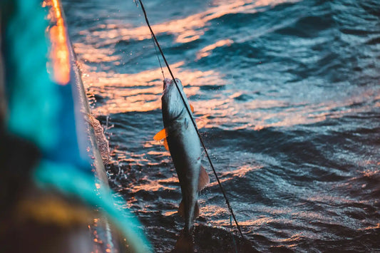Fresh Local Fish Florida Keys From Dock to Dinner Plate