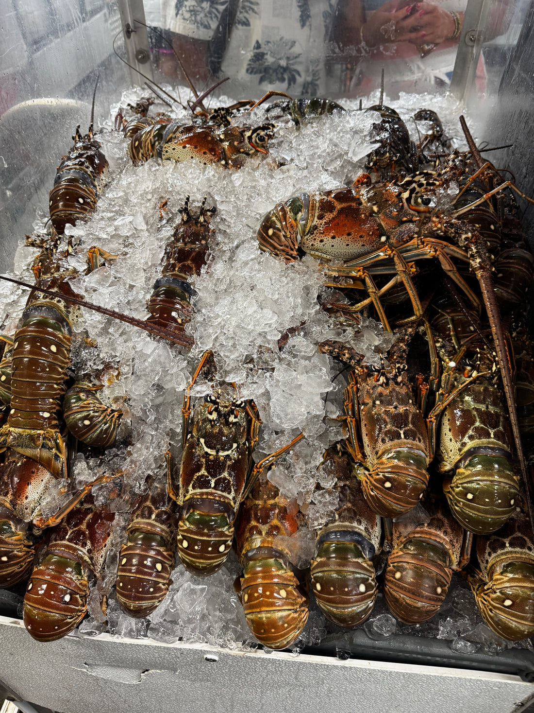 Buy Fresh Lobster Online for Overnight Delivery in Florida – A Complete Guide