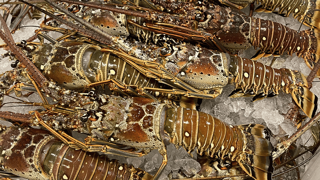Buy Lobster Tails: 5 oz vs 6 oz vs 7 oz vs 9 oz Size Guide