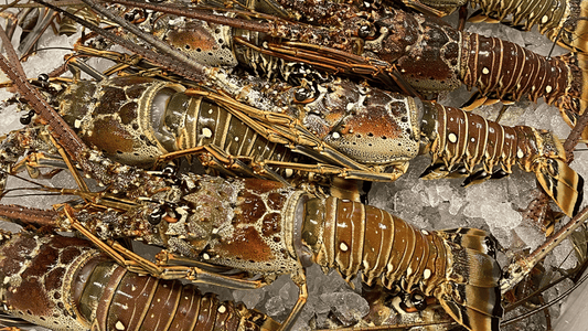 Buy Lobster Tails: 5 oz vs 6 oz vs 7 oz vs 9 oz Size Guide