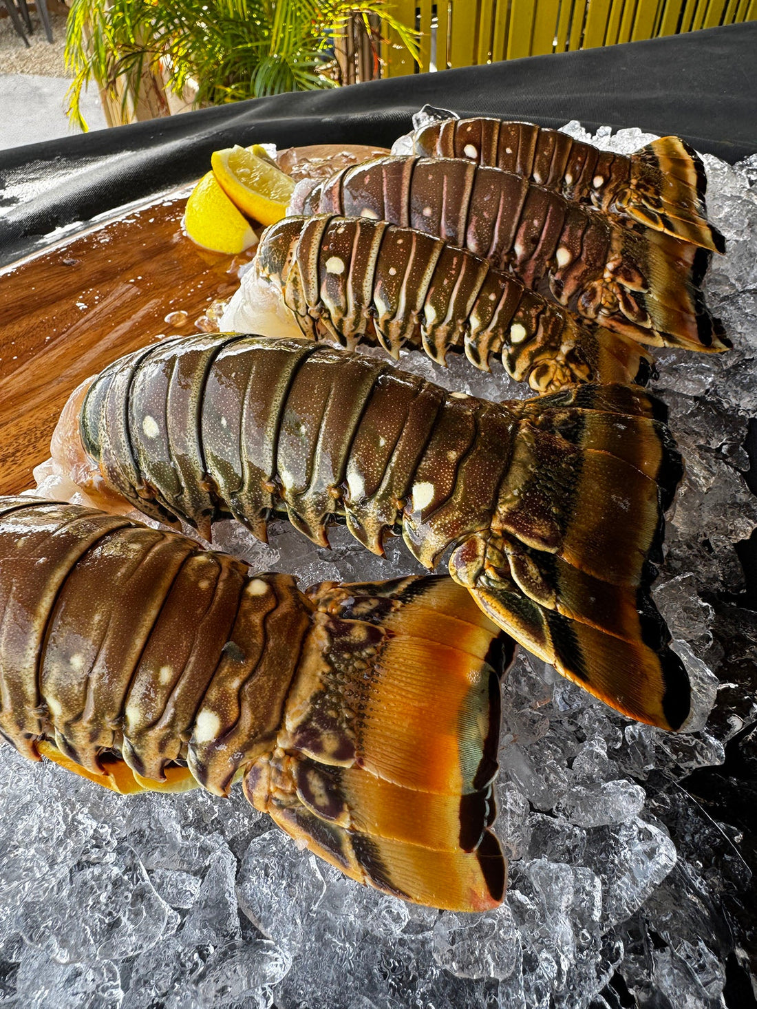 Tips for Grilling Florida Lobster Tails: A Flavorful Guide to Backyard Perfection