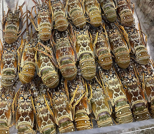 Grilled Florida lobster tails topped with key lime butter