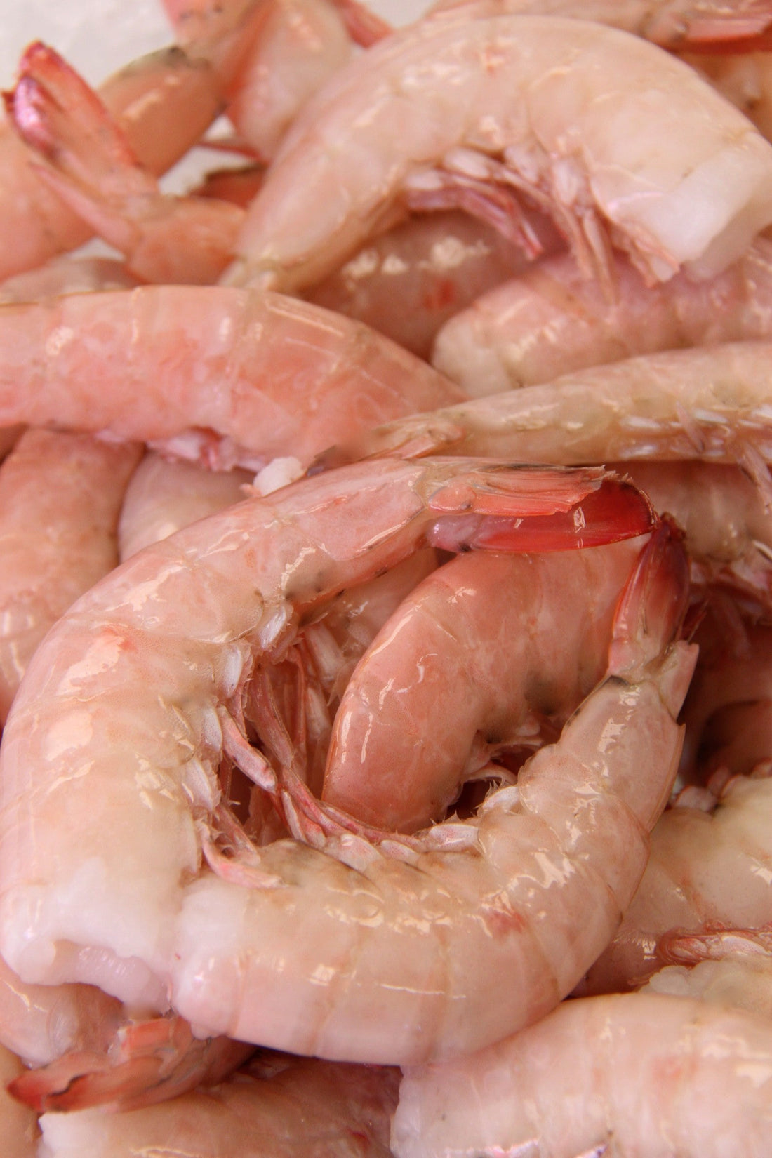 Sustainable Shrimp Dining in Key Largo’s Fresh Approach