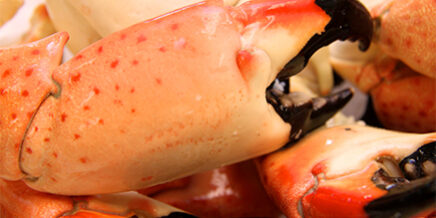 Stone Crab Claw Sizing Guide