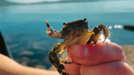 Wild vs. Farmed Shrimp in the Florida Keys: What You Should Know
