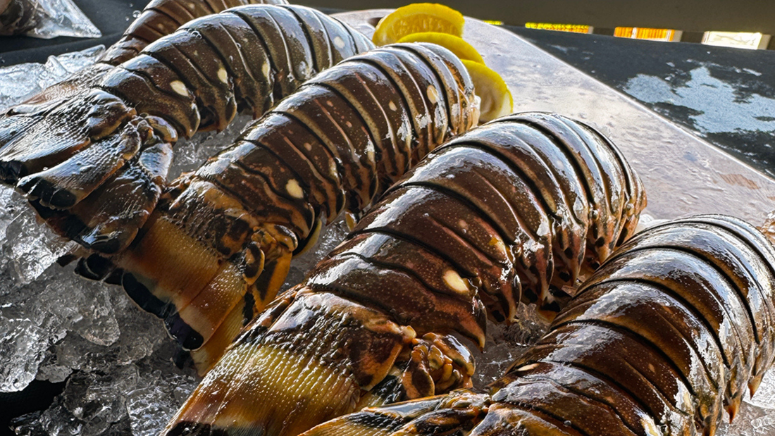 store spiny lobster