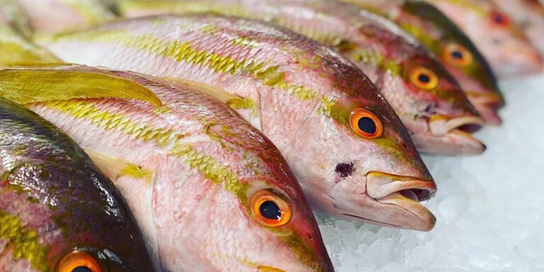 All About Our Fish