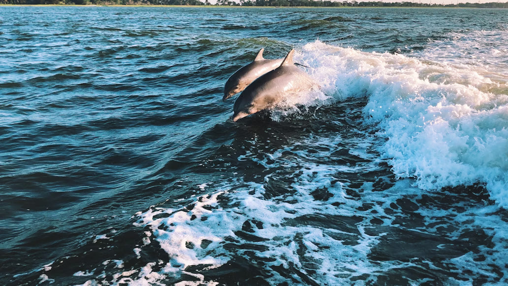 Mahi-Mahi Adventures: Catching and Cooking in Key Largo Waters