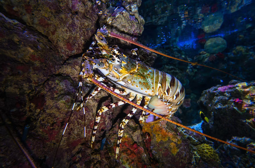 Spiny Lobster History in Key Largo’s Fishing Heritage