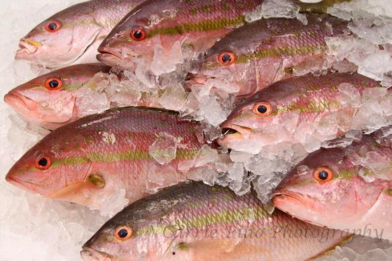 Wholesale & Commercial Bait