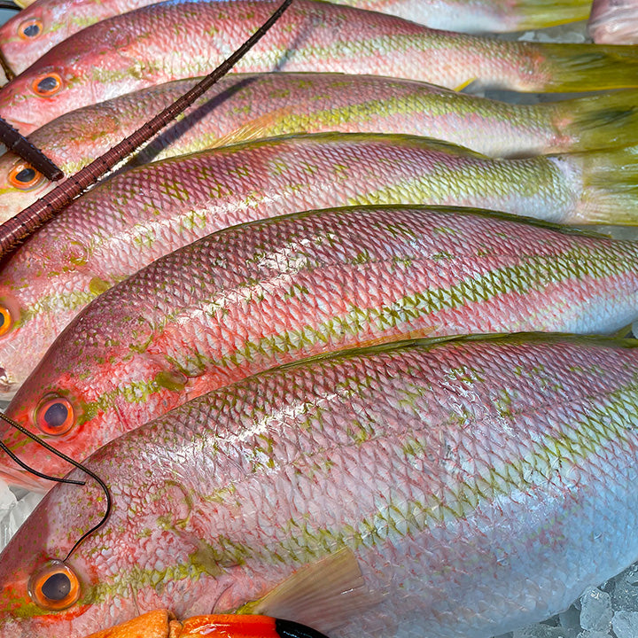 Freshly Frozen Yellowtail Snapper