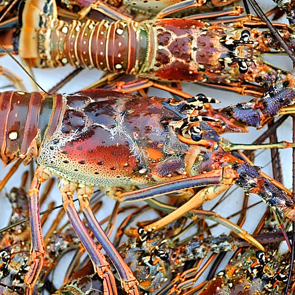 Florida Spiny Lobster Tails (Fresh Catch)