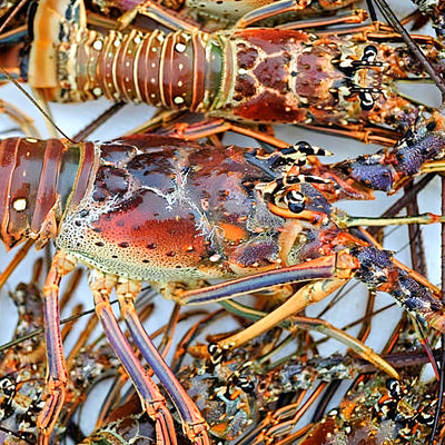 LOBSTER