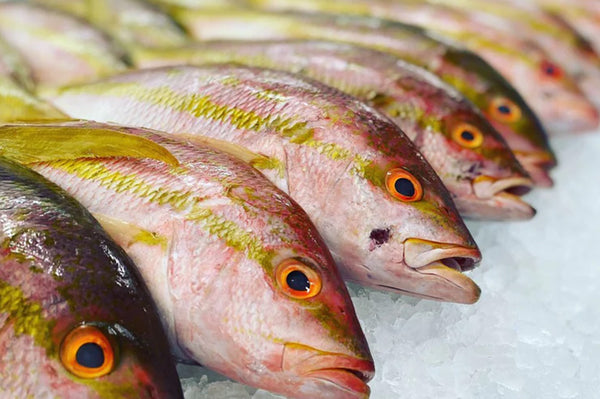 Fresh Florida Yellowtail Snapper Fillets